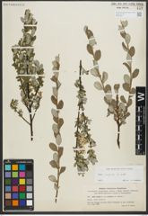 Foto von Salix repens subsp. repens L.